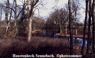 Haustenbeck Sennebach.  ©photosommer