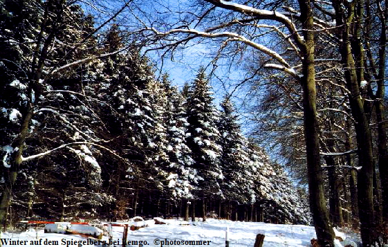 Winter auf dem Spiegelberg bei Lemgo.  ©photosommer