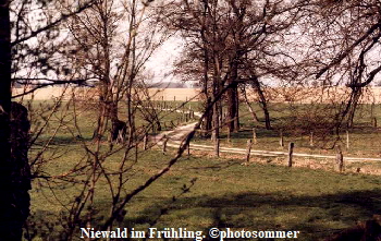 NiewaldFrühling0202