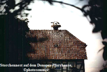 Storchennest auf dem Donoper Pfarrhause.
©photosommer