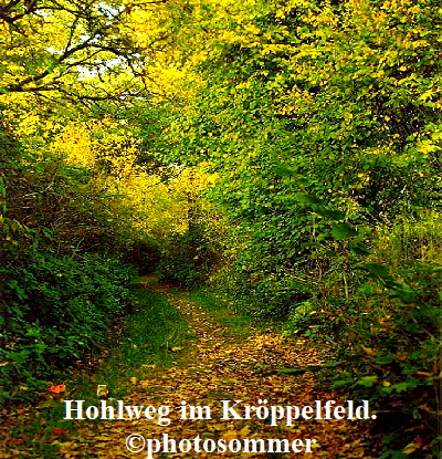 Hohlweg im Kröppelfeld.
©photosommer
