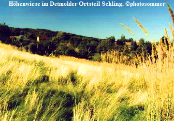 Höhenwiese im Detmolder Ortsteil Schling. ©photosommer