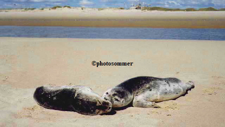 Amrum: Junge verwaiste Seehunde (Heuler) am Nebeler Strand 1989.