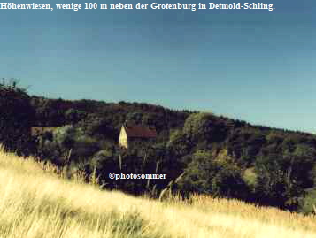 Höhenwiesen, wenige 100 m neben der Grotenburg in Detmold-Schling.















©photosommer