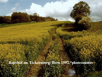 Rapsfeld am  Eickernberg/ Horn 1992.*photosommer
