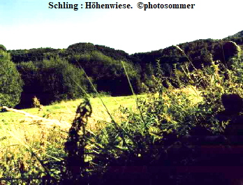 Schling : Hhenwiese.  photosommer