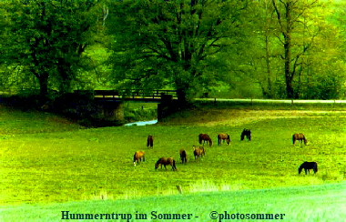 Hummerntrup im Sommer -    ©photosommer