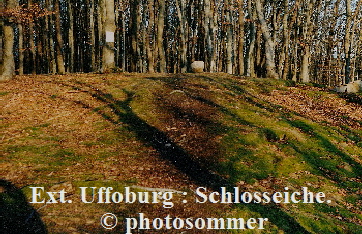 a_Uffoburg_Schlosseiche