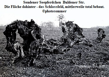 Sendener Seepferdchen  Buldener Str. 
Die Fläche dahinter - das Schlossfeld, mittlerweile total bebaut.
©photosommer