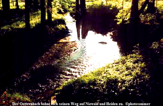 Der Oetternbach bahnt sich seinen Weg auf Niewald und Heiden zu.  ©photosommer