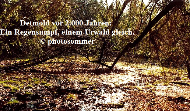 Detmold vor 2.000 Jahren: 
Ein Regensumpf, einem Urwald gleich.
© photosommer